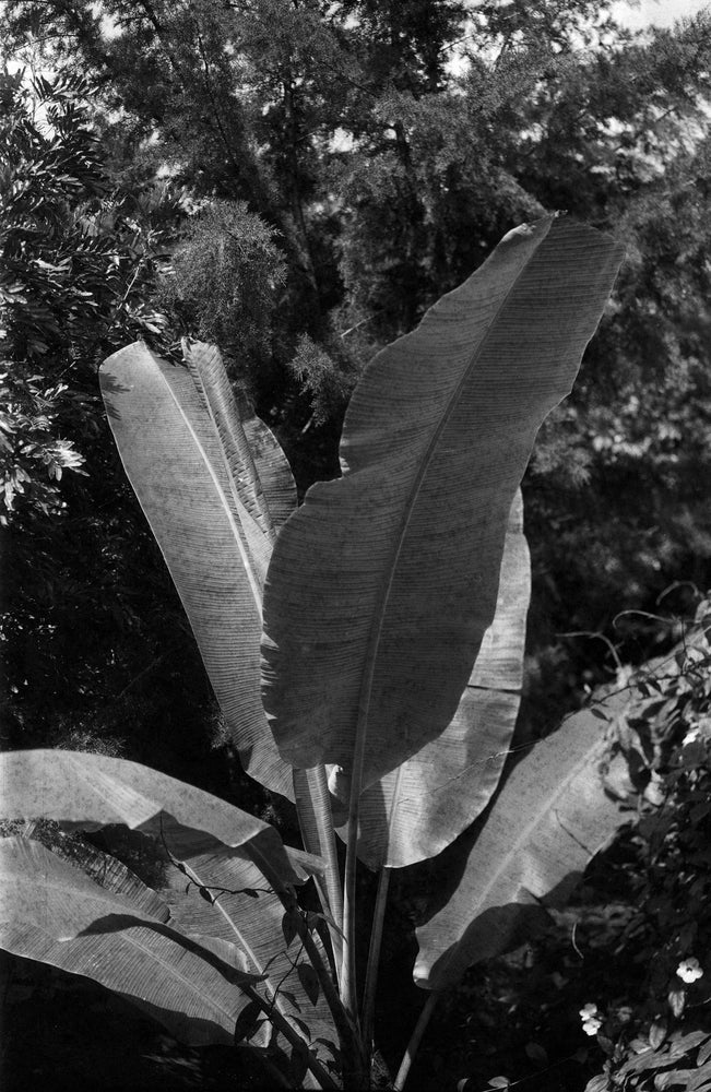 Large banana leaves against dark foliage, black and white photograph shot on the Intrepid Super 120