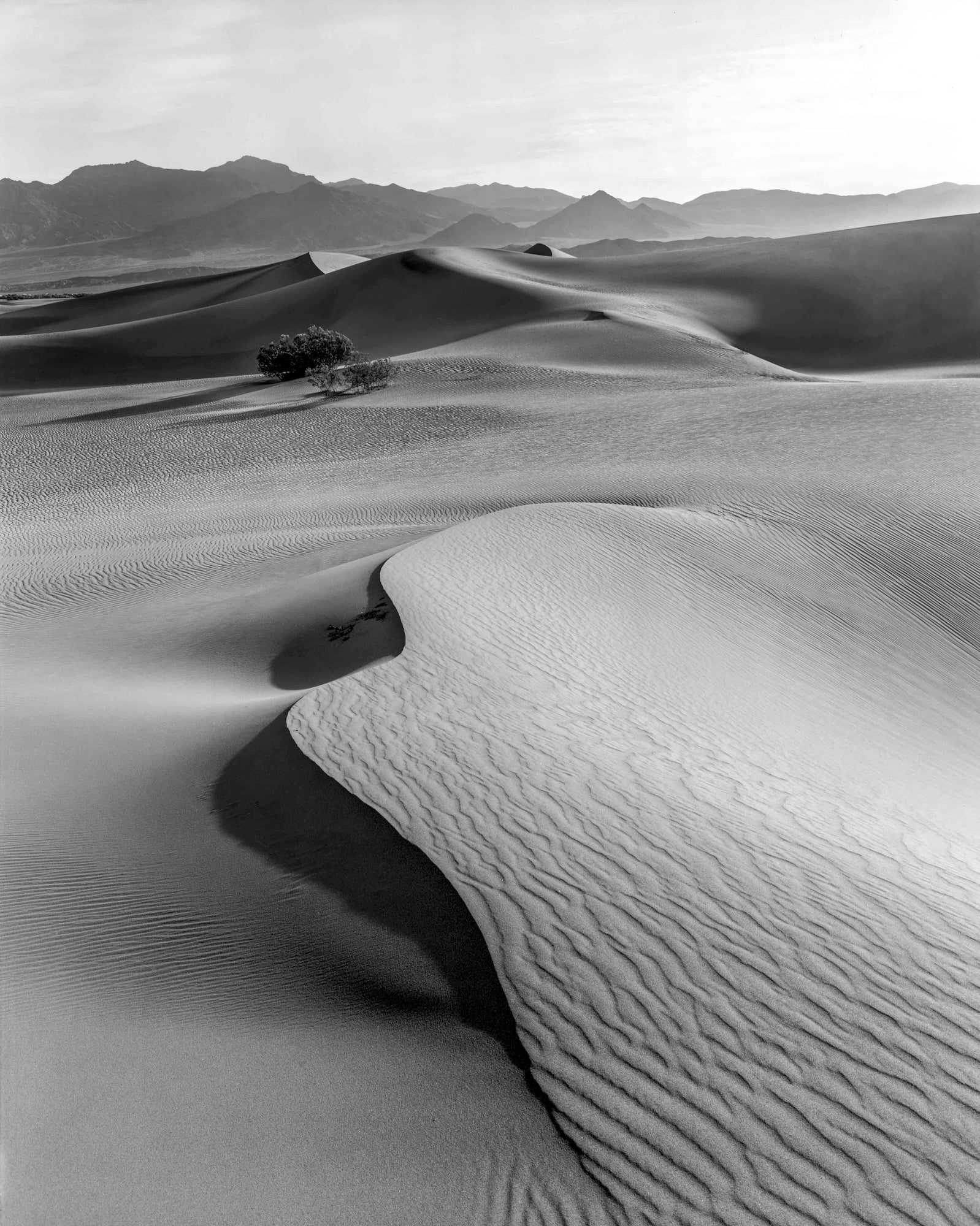 Ilford Delta 100 4x5 Film (25 Sheets)