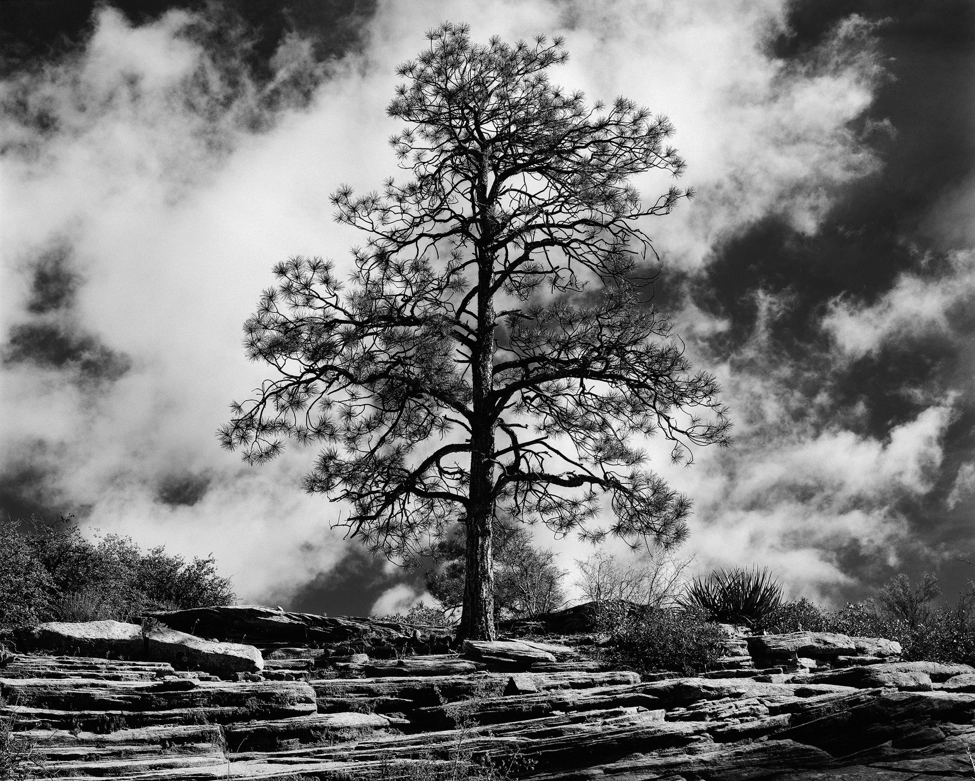 Ilford HP5 400 4x5 Film (25 Sheets)