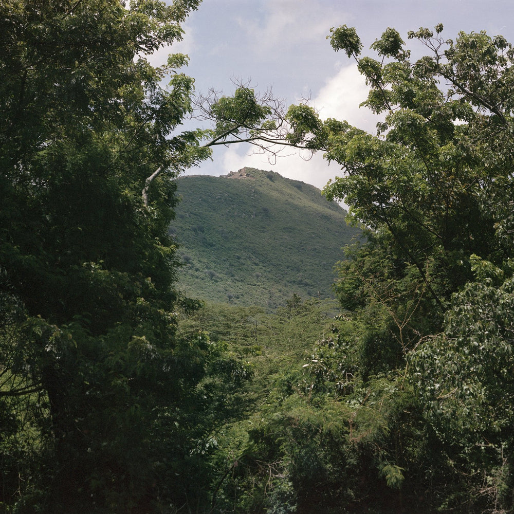 Green hills framed by trees under a blue sky, shot on Kodak Portra with the Intrepid Super 120