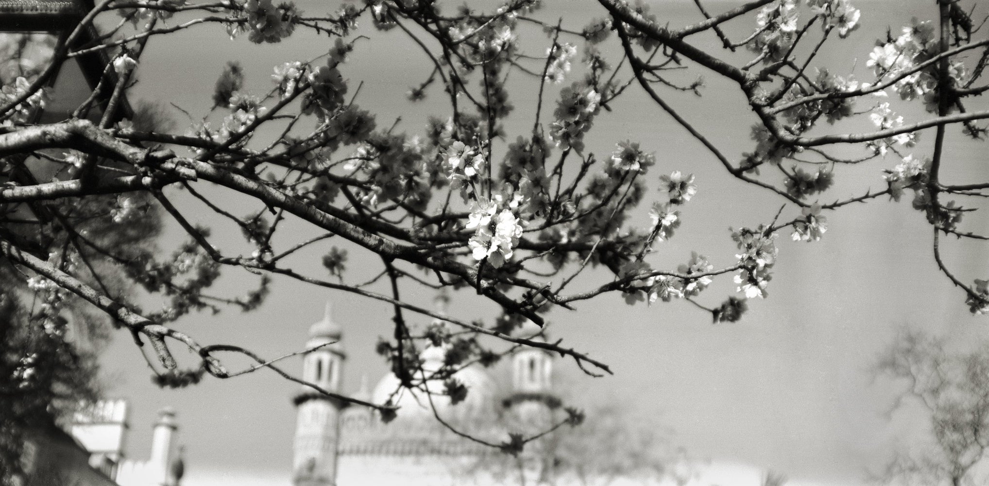 Spring blossom in front of the domes of the Royal Pavilion, Brighton, a black and white panorama shot on Kodak Tri-X with the Intrepid Super 120