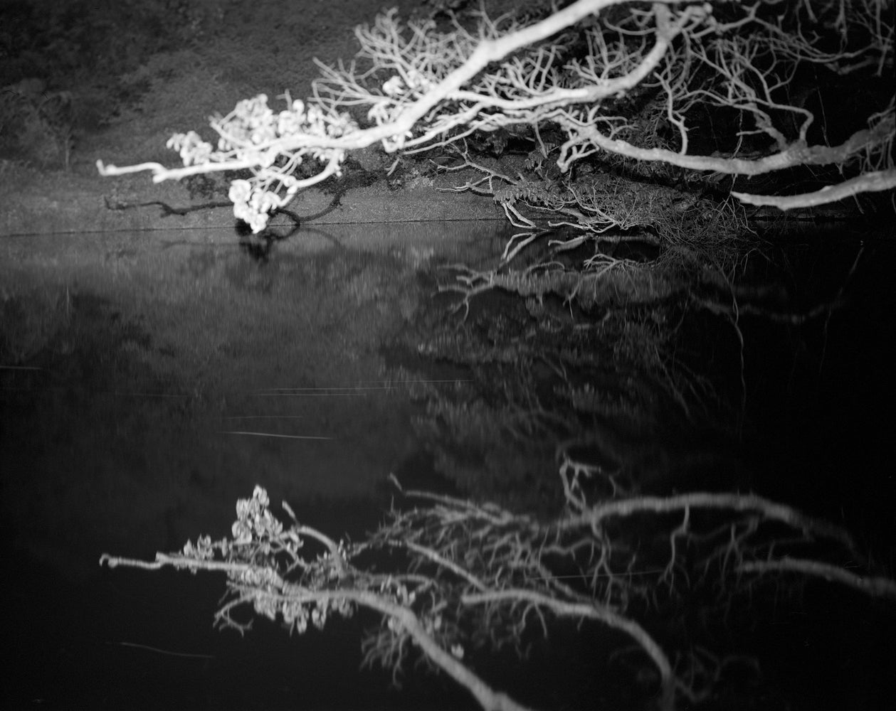 Pale tree branches reflected in still black water at night, black and white photograph shot on the Intrepid Super 120